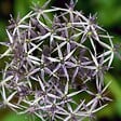 PLANT IN A BOX - Ail - Set de 15 - Allium 'Christophii' - Bulbes à fleurs - Violet - vignette