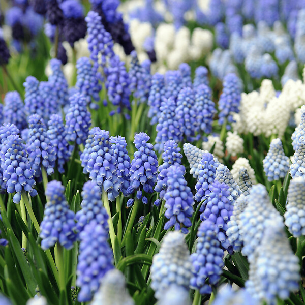 PLANT IN A BOX - Perce-neige - Set de 50 - Muscari 'Magic Mix' - Bulbes à fleurs - large