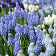 PLANT IN A BOX - Perce-neige - Set de 50 - Muscari 'Magic Mix' - Bulbes à fleurs - vignette