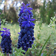 PLANT IN A BOX - Perce-neige - Set de 50 - Muscari 'Magic Mix' - Bulbes à fleurs - vignette