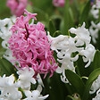 PLANT IN A BOX - Jacinthe - Set de 20 - Hyacinthus - Bulbes à fleurs - vignette