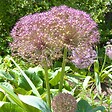 PLANT IN A BOX - Ail - Set de 30 - Allium 'Christophii' - Bulbes à fleurs - Violet - vignette