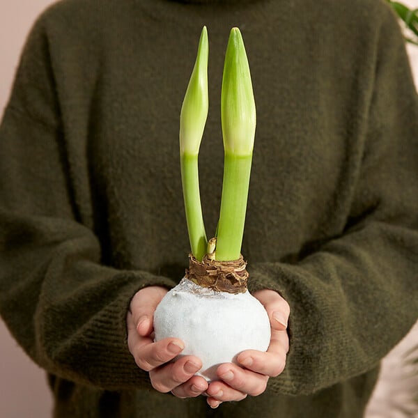 BLOOMIQUE - Lot de 2 - Bulbe d’Amaryllis en cire - Revêtement en velours blanc - Bulbe floral - H. 15-25 cm - large