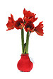BLOOMIQUE - Lot de 2 - Bulbe d’Amaryllis en cire - Revêtement en velours rouge - Bulbe floral - H. 15-25 cm - vignette