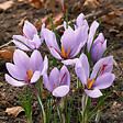 BLOOMIQUE - Mélange de 40 - Crocus Sativus - Crocus Safran - Bleu - Bulbes à Fleurs - Floraison d'Automne - vignette