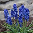 PLANT IN A BOX - Muscari d'Arménie - Set de 200 - Muscari armeniacum - Bulbes à fleurs - Bleu - vignette