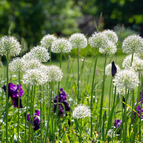 PLANT IN A BOX - Ail - Set de 6 - Allium 'Mount Everest' - Bulbes à fleurs - Blanc - large