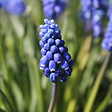 PLANT IN A BOX - Muscari d'Arménie - Set de 100 - Muscari armeniacum - Bulbes à fleurs - Bleu - vignette