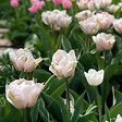 PLANT IN A BOX - Tulipe - Set de 15 - Tulipa 'Dreamer' - Bulbes à fleurs - Rose - vignette
