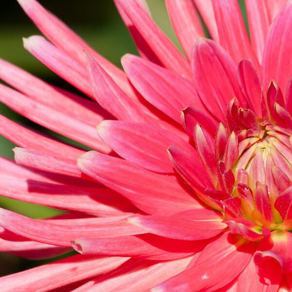 PLANT IN A BOX - Mélange de bulbes pour le jardin - Set de 125 - Rose - large
