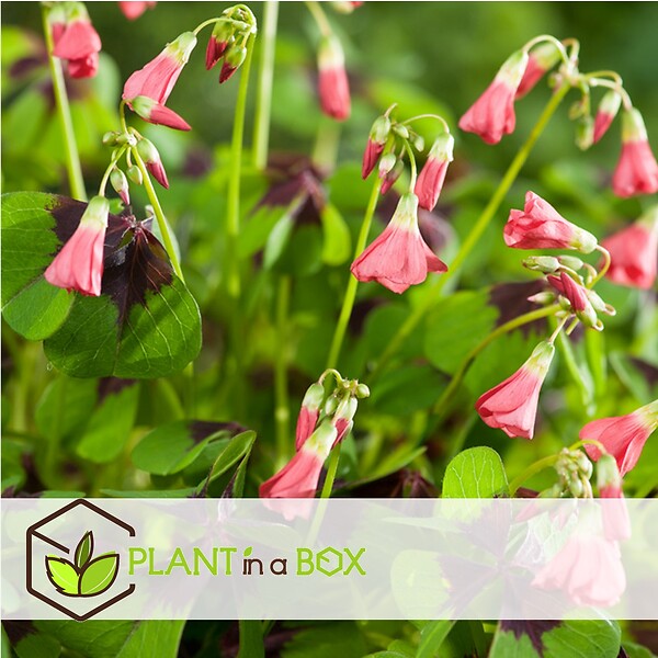 PLANT IN A BOX - Mélange de bulbes pour le jardin - Set de 125 - Rose - large