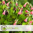 PLANT IN A BOX - Mélange de bulbes pour le jardin - Set de 125 - Rose - vignette