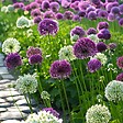PLANT IN A BOX - Ail - Set de 15 - Allium 'Purple, 'White' - Bulbes à fleurs - Violet - vignette
