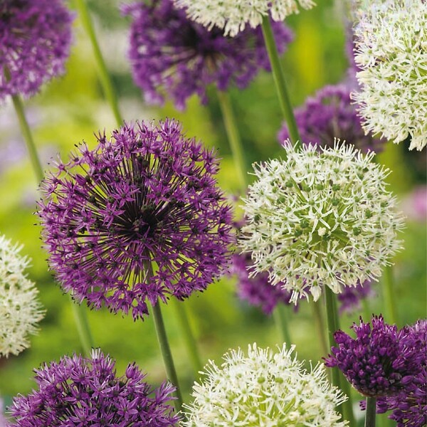 PLANT IN A BOX - Ail - Set de 15 - Allium 'Purple, 'White' - Bulbes à fleurs - Violet - large