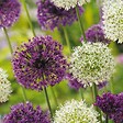 PLANT IN A BOX - Ail - Set de 15 - Allium 'Purple, 'White' - Bulbes à fleurs - Violet - vignette