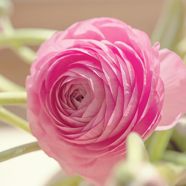 PLANT IN A BOX - Renoncule - Set de 40 - Ranunculus - Bulbes à fleurs - large