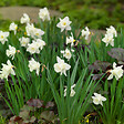 PLANT IN A BOX - Narcisse - Set de 15 - Narcissus 'Mount Hood' - Bulbes à fleurs - Jaune - vignette