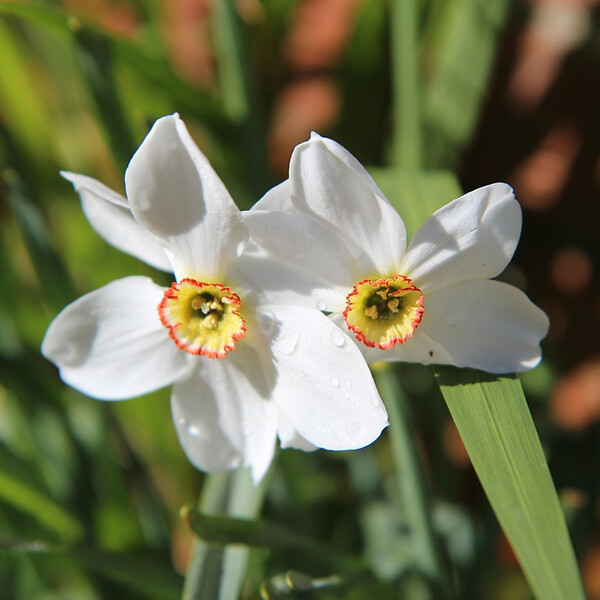 PLANT IN A BOX - Narcisse - Set de 30 - Narcissus 'Recurvus' - Bulbes à fleurs - Blanc - large