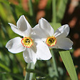 PLANT IN A BOX - Narcisse - Set de 30 - Narcissus 'Recurvus' - Bulbes à fleurs - Blanc - vignette