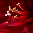 BLOOMIQUE - Lot de 2 - Bulbe d’Amaryllis en cire blanche - Kolibri Blanc - H. 10-20 cm à la livraison - vignette