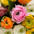 PLANT IN A BOX - Renoncule - Set de 80 - Ranunculus - Bulbes à fleurs - vignette