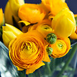 PLANT IN A BOX - Renoncule - Set de 80 - Ranunculus - Bulbes à fleurs - vignette