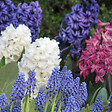 PLANT IN A BOX - Jacinthe - Set de 10 - Hyacinthus - Bulbes à fleurs - vignette