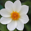 PLANT IN A BOX - Mélange de bulbes pour le jardin - Set de 125 - Anemone Allium Gladiolus Dahlia - vignette