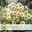 PLANT IN A BOX - Mélange de bulbes pour le jardin - Set de 125 - Anemone Allium Gladiolus Dahlia - vignette