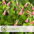 PLANT IN A BOX - Mélange de bulbes pour le jardin - Set de 250 - Dahlia Gladiolus Freesia Oxalis - vignette