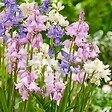 PLANT IN A BOX - Jacinthe - Set de 40 - Hyacinthoides Hispanica - Bulbes à fleurs - vignette