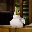 BLOOMIQUE - Bulbe d'Amaryllis en Cire - Revêtement Velours Blanc - Bulbe à Fleurs - H. 15-25 cm à la Livraison - vignette