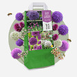 PLANT IN A BOX - Mélange de bulbes Ail - Set de 80 - Allium - Bulbes à fleurs - vignette
