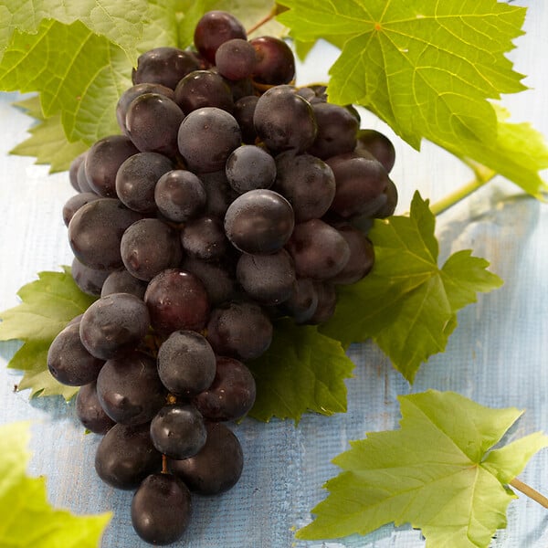 BLOOMIQUE - Vitis Vinifera 'Boskoop Glory' - Plant de raisin - Raisins bleus - P. 14 cm - H. 60-70cm - large