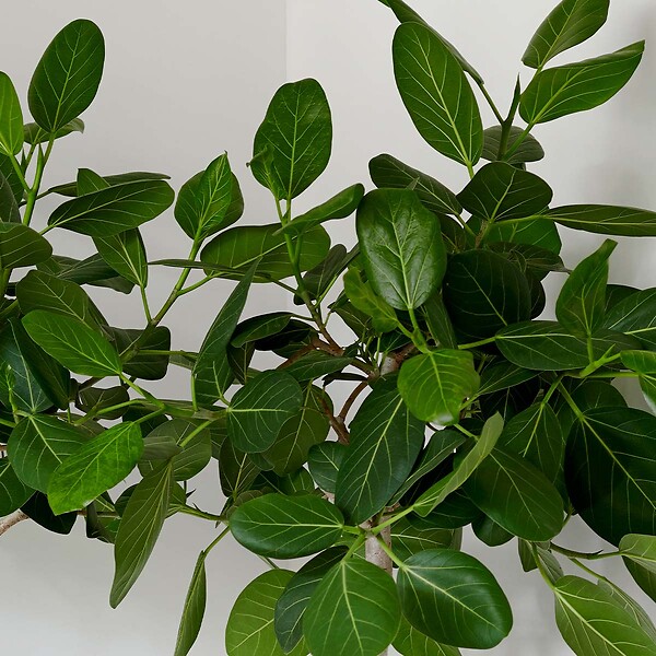 BLOOMIQUE - Ficus Carica ‘Brown Turkey’ - Figuier - Arbre fruitier - Plantes de jardin - H. 80-100 cm - P. 21 cm - large
