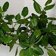 BLOOMIQUE - Ficus Carica ‘Brown Turkey’ - Figuier - Arbre fruitier - Plantes de jardin - H. 80-100 cm - P. 21 cm - vignette