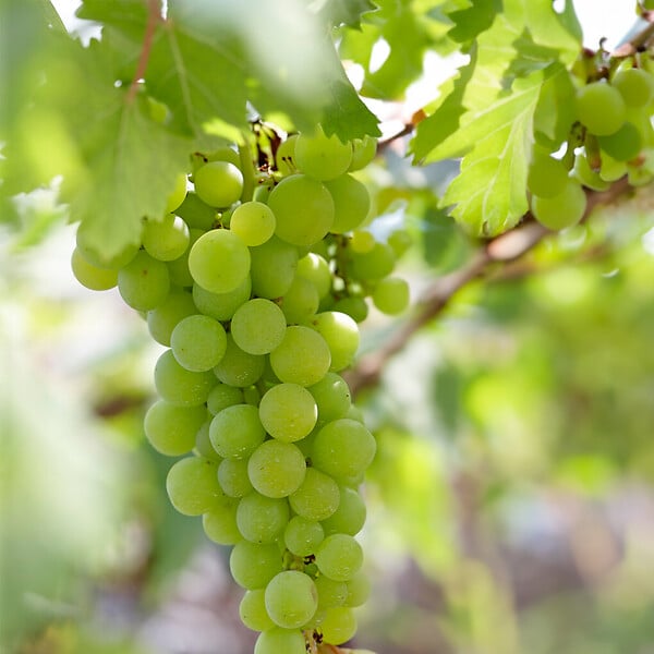 BLOOMIQUE - Vitis Vinifera 'Vroege van der Laan' - Plant de raisin - Raisins blancs - P. 14 cm - H. 60-70cm - large