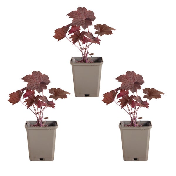 BLOOMIQUE - Lot de 3 - Heuchera Micrantha 'Palace Purple' - Heuchère - H. 10-20 cm - P. 9x9 cm - large