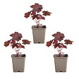 BLOOMIQUE - Lot de 3 - Heuchera Micrantha 'Palace Purple' - Heuchère - H. 10-20 cm - P. 9x9 cm - vignette