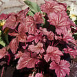 BLOOMIQUE - Lot de 3 - Heuchera Micrantha 'Palace Purple' - Heuchère - H. 10-20 cm - P. 9x9 cm - vignette
