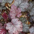 BLOOMIQUE - Lot de 3 - Heuchera Micrantha 'Palace Purple' - Heuchère - H. 10-20 cm - P. 9x9 cm - vignette
