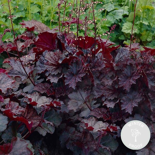 BLOOMIQUE - Heuchera Micrantha 'Palace Purple' - Heuchère - Plantes de jardin - H. 10-20 cm - P. 9x9 cm - large