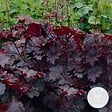 BLOOMIQUE - Heuchera Micrantha 'Palace Purple' - Heuchère - Plantes de jardin - H. 10-20 cm - P. 9x9 cm - vignette