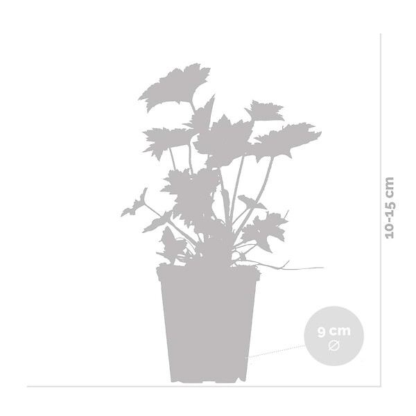 BLOOMIQUE - Heuchera Micrantha 'Palace Purple' - Heuchère - Plantes de jardin - H. 10-20 cm - P. 9x9 cm - large