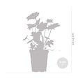 BLOOMIQUE - Heuchera Micrantha 'Palace Purple' - Heuchère - Plantes de jardin - H. 10-20 cm - P. 9x9 cm - vignette