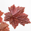 BLOOMIQUE - Heuchera Micrantha 'Palace Purple' - Heuchère - Plantes de jardin - H. 10-20 cm - P. 9x9 cm - vignette