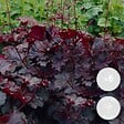 BLOOMIQUE - Lot de 6 - Heuchera Micrantha 'Palace Purple' - Heuchère - H. 10-20 cm - P. 9x9 cm - vignette