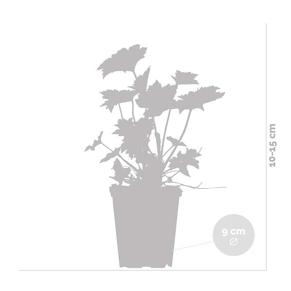 BLOOMIQUE - Lot de 6 - Heuchera Micrantha 'Palace Purple' - Heuchère - H. 10-20 cm - P. 9x9 cm - large
