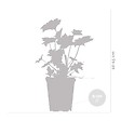 BLOOMIQUE - Lot de 6 - Heuchera Micrantha 'Palace Purple' - Heuchère - H. 10-20 cm - P. 9x9 cm - vignette