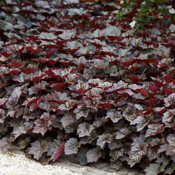 BLOOMIQUE - Lot de 6 - Heuchera Micrantha 'Palace Purple' - Heuchère - H. 10-20 cm - P. 9x9 cm - large